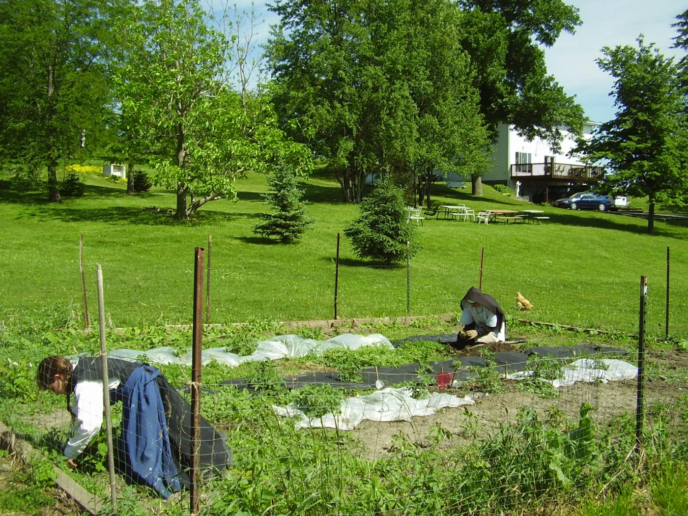 Sisters tending plants in the garden.
